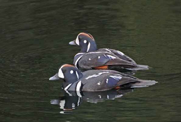 harlequin-ducks-1