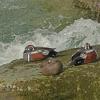 harlequin-ducks-2-resting-on-rock-in-middle-of-stream