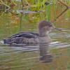 hooded-merganser-at-kingfisher-pond_1347387198