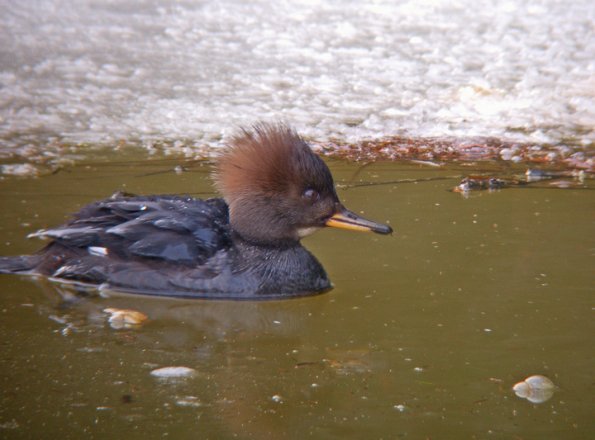 SAMSUNG DIGITAL CAMERA