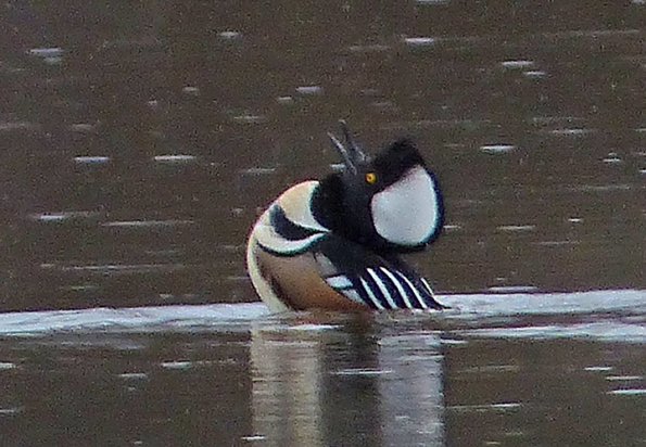 hooded-merganser-male-displaying