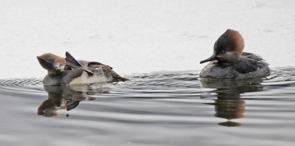 hooded-merganser-with-foot