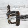 hooded-merganser-with-sculpin-2