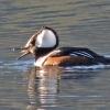 hooded-merganser-with-stickleback-twin-lakes