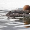 hooded-merganser-with-stickleback