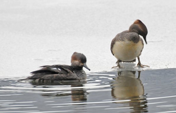hooded-mergansers