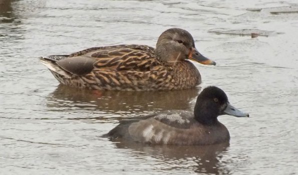 lesser-scaup-and-mallard