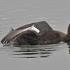 lesser-scaup-female-in-anchorage