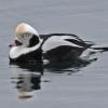 long-billed-duck-male-in-winter