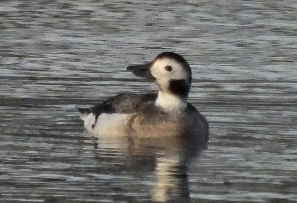long-tailed-duck-