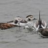 long-tailed-duck-diving