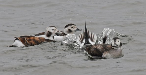 long-tailed-duck-diving