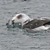 long-tailed-duck-feeding