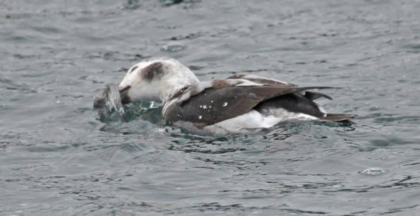 long-tailed-duck-feeding