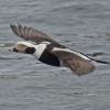 long-tailed-duck-male-in-flight
