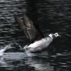 long-tailed-duck-taking-off