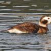 long-tailed-duck-with-food