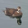 long-tailed-duck-with-fuji