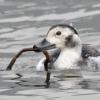long-tailed-duck-with-tube-worm