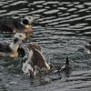 long-tailed-ducks-diving-and-feeding