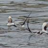 long-tailed-ducks-winter-male