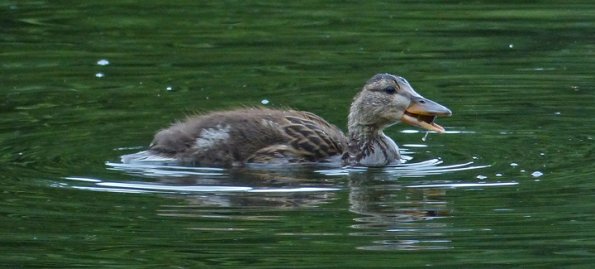 mallard-duckling-with-food