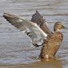 mallard-female-1