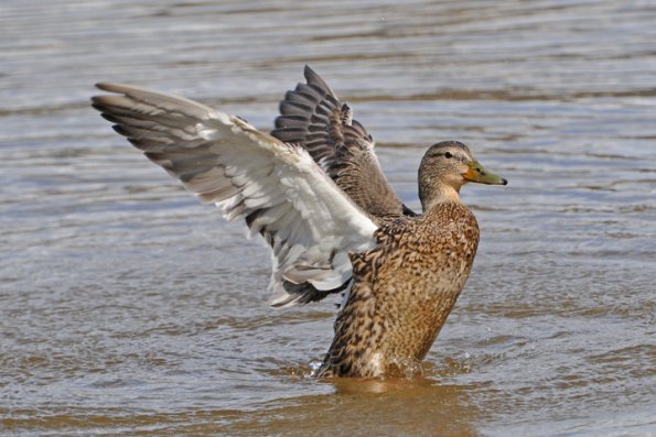 mallard-female-1