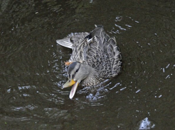 mallard-female-bathing-2