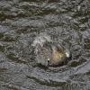 mallard-female-bathing-3