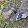 mallard-female-preening-2