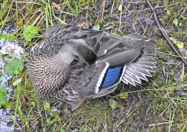 mallard-female-preening-2