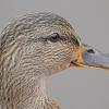 mallard-female-profile-of-head