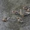 mallard-female-with-brood-2-in-the-rain
