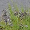 mallard-female-with-brood-in-the-rain
