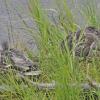 mallard-female-with-young-taking-a-snooze