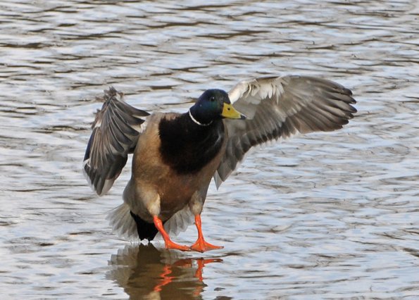 mallard-male-landing