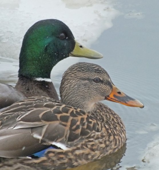mallard-pair_1321462866