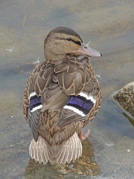 mallard-youngster