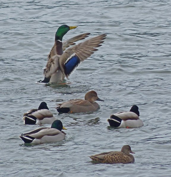 mallards-and-gadwall