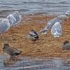 mallards-gadwalls-gulls