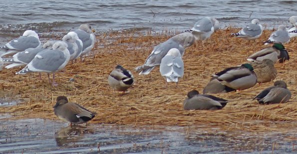 mallards-gadwalls-gulls