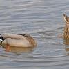 mallards-male-and-female-feeding