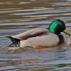 mallards-mating