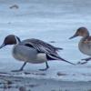 northern-pintail-male-and-female