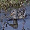northern-shoveler-female-modified