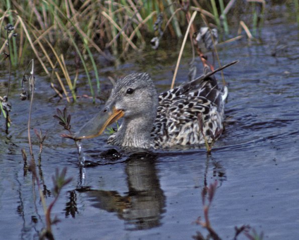 northern-shoveler-female-modified