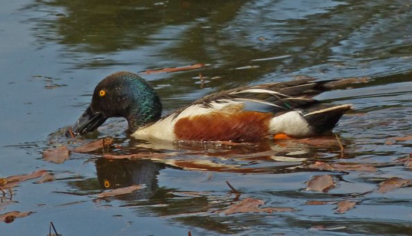 northern-shoveler-male-feeding