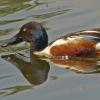 northern-shoveler-male-portrait