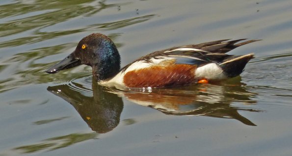 northern-shoveler-male-portrait